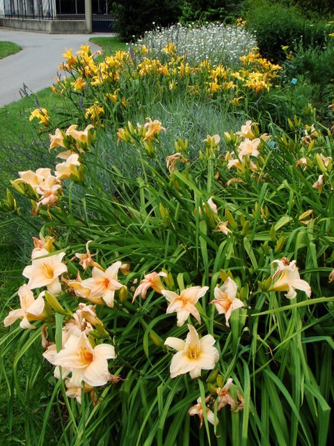 Hemerocallis x 'Annie Welch'